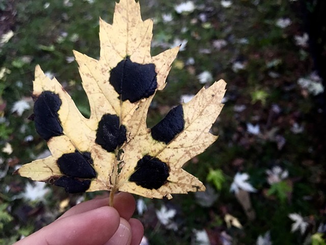 Black spots