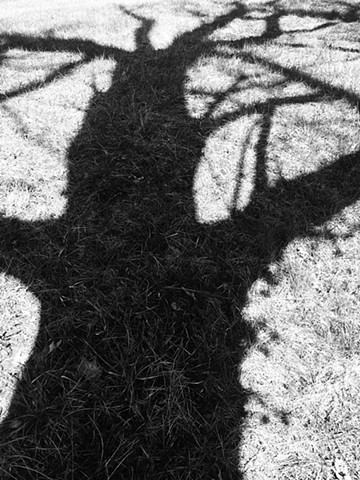 shadow tree