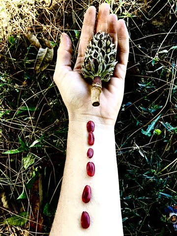 magnolia seeds and cone