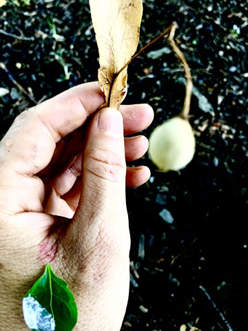 Linden bract and seed