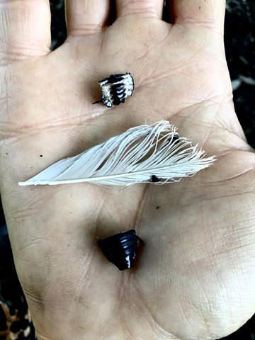 exoskeleton feather and black