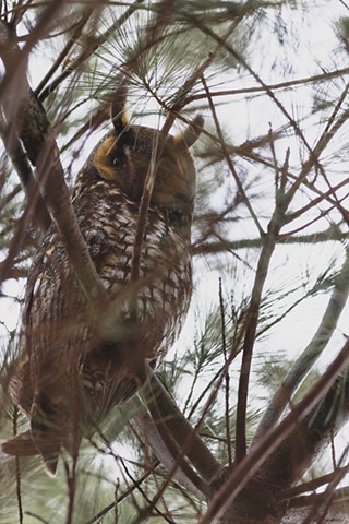 A long-eared owl sitting in an evergreen tree staring down into the camera in Grimsby, Ontario