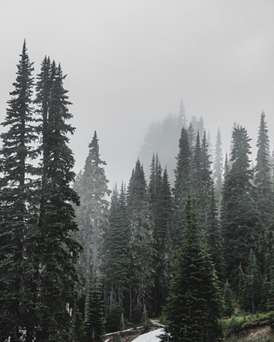 Evergreen trees in Mount Rainier National Park covered by misty clouds