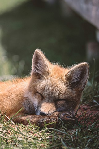A small fox kit sleeping in the grass with the sun shining