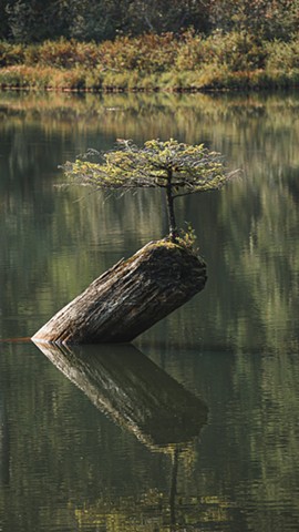 A small bonsai tree growing on a log in the middle of Fairy Lake on Vancouver Island
