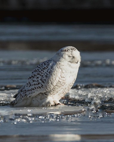 A snowy owl sitting on an ice flow in Lake Ontario with its eyes closed in the sun, in Toronto, Ontario