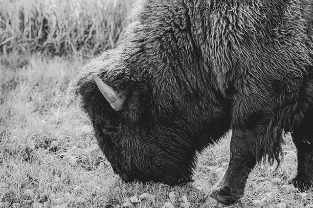 A black and white photo of a buffalo grazing 