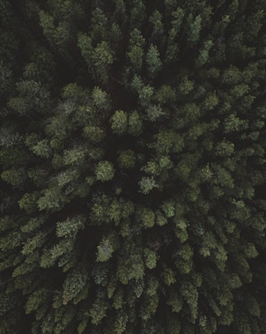 An above ground photo of an evergreen forest in Alberta