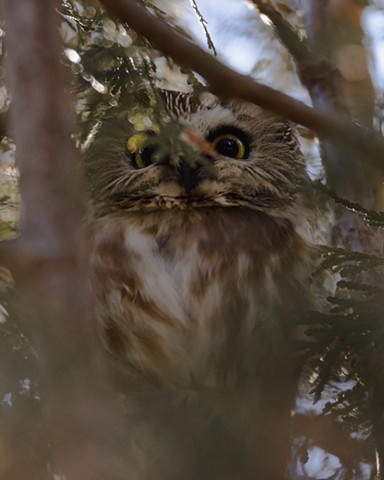 A small owl staring into the camera from an evergreen tree in Toronto, Ontario