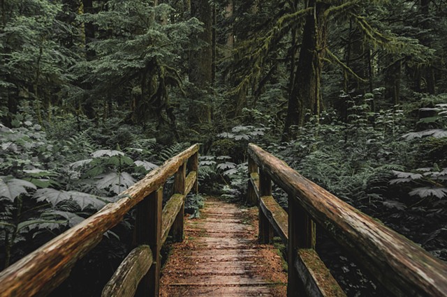 A wooden bridge surrounded by rainforest in Mount Rainier National Park