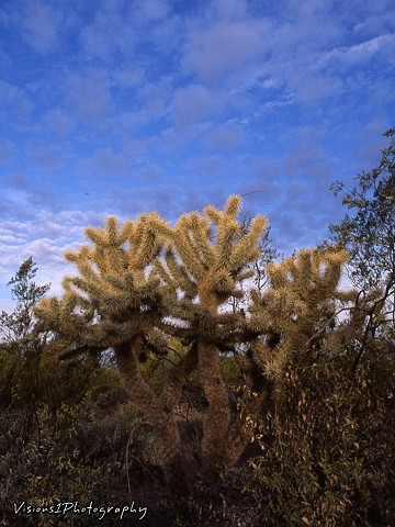 Cholla Cactus Arizona