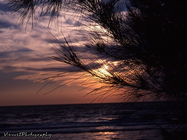 Sunset with Pines Naples Fl.
