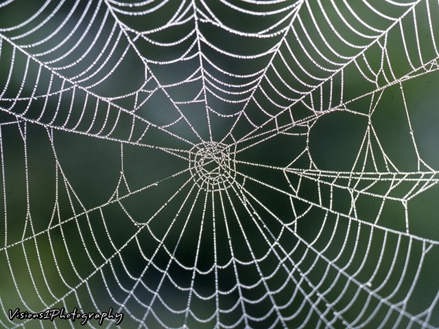 Spider Web with Dew