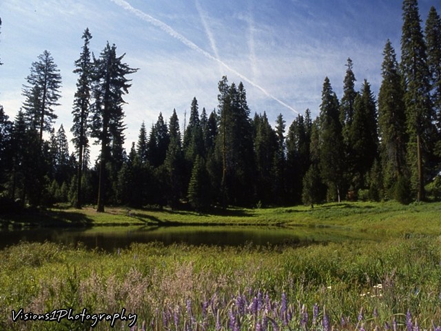 Mountain Meadow Yosemite National Park Ca.