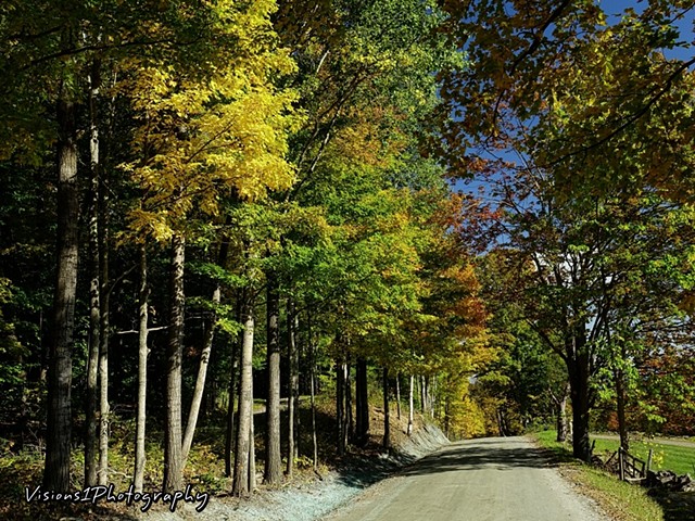 Colorful Tree Lined Back Road Vt.