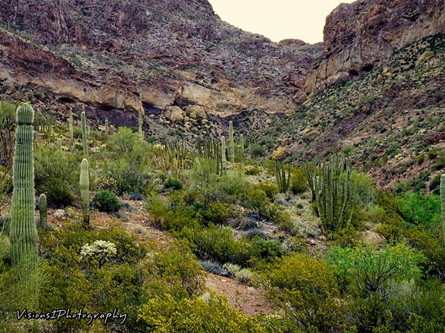 Sonoran Desert Arizona