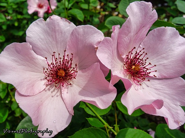Single Roses Chicago Botanic Garden Glencoe, Il.