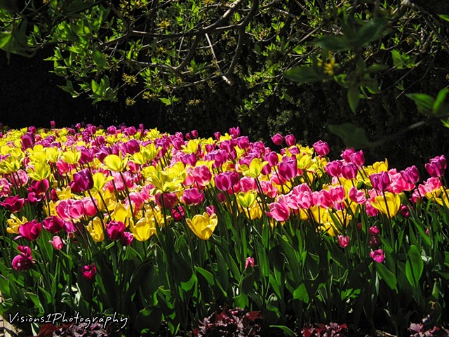 Tulips Chicago Botanic Garden Glencoe, Il. 