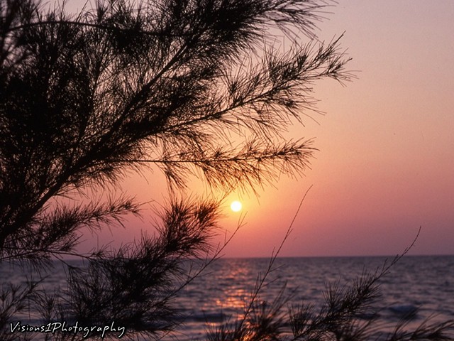Sunset through Pine Tree Florida