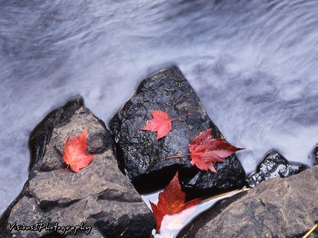 Fall Leaves on Rocks with Flowing Water Wisconsin