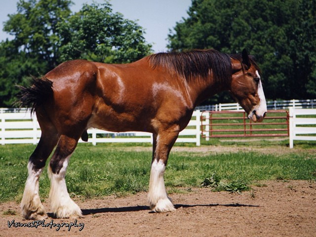 Clydesdale Horse at Grant's Farm St. Louis Mo.