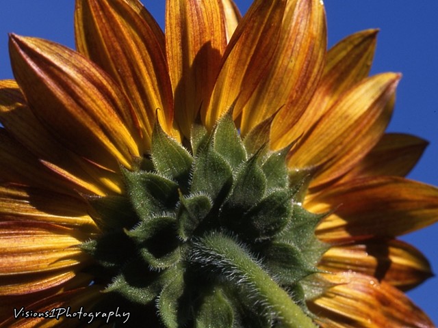 Back of Sunflower Chicago Botanic Garden Glencoe, Il.