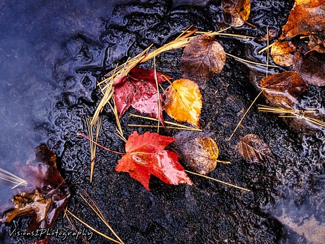 Fall Leaves and Wet Rocks