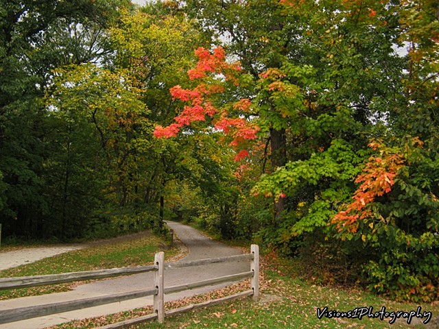 Fall Tree and Fence Harms Woods Cook County Forest Preserve Il. 
