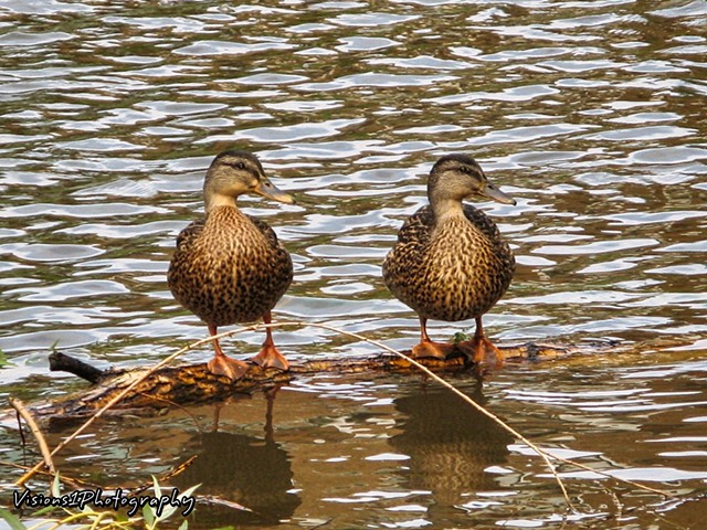 Female Mallard Ducks Chicago, Il.