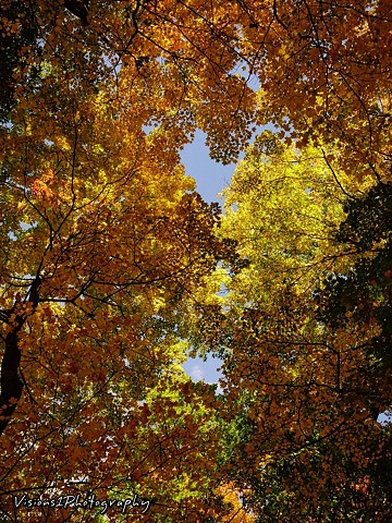 Fall Trees  