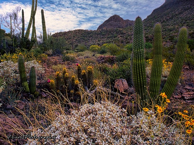 Desert Landscape Arizona