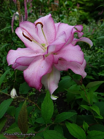 Pink Magenta Lily Chicago Botanic Garden Glencoe, Il.