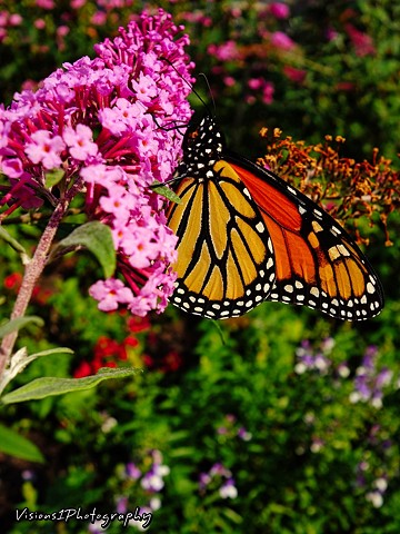 Monarch Butterfly Chicago Botanic Garden Glencoe, Il. 