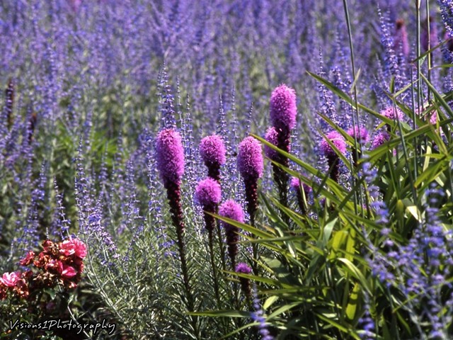 Liatris and Russian Sage