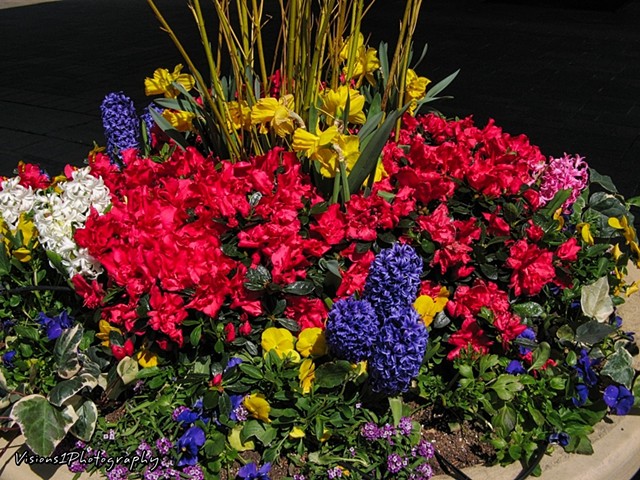 Colorful Outside Spring Flower Bowl Lake Forest Il.