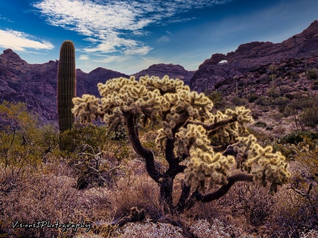 Sonoran Desert Cholla Cactus Arizona