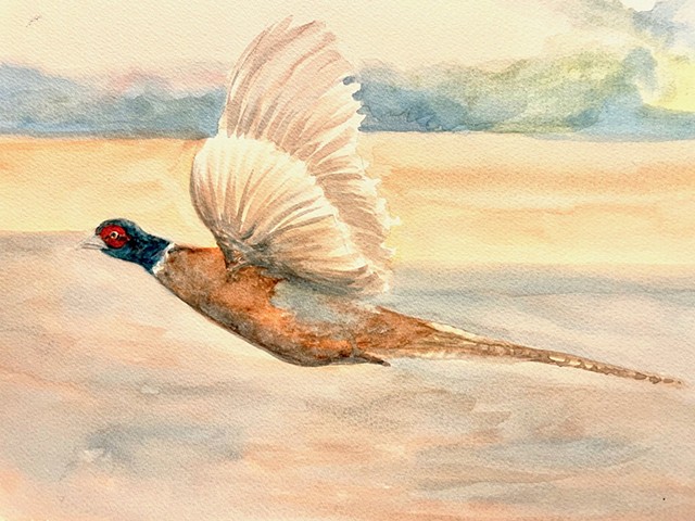 Pheasantly Surprised