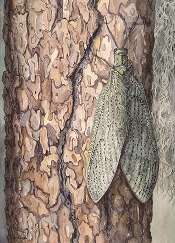 She (Portrait of a Dobsonfly)