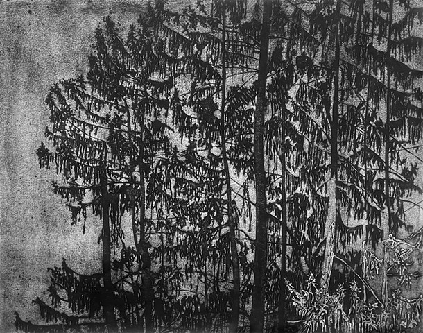Large dark pine trees against light sky. 
