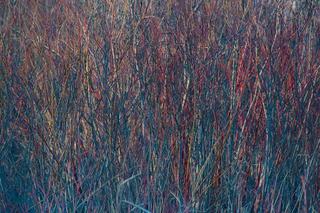 grass with color