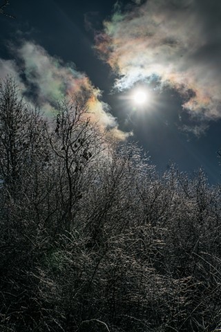 frozen trees and january halo