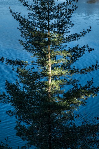 spot light on a pine by lake