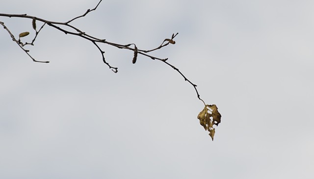 photograph of autumn leaf branches Schmeeckle Reserve Stevens Point Wisconsin by Colleen Gunderson