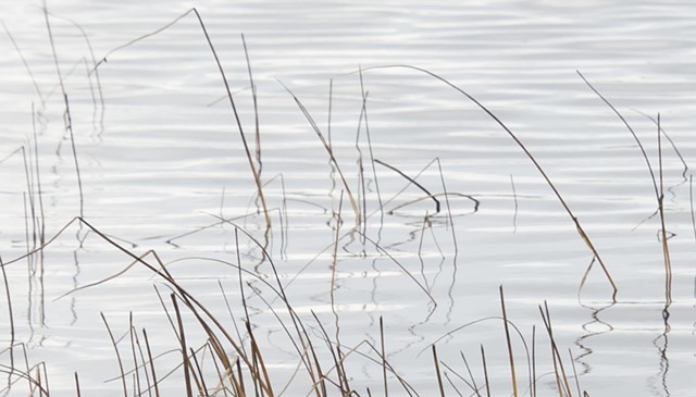 photograph of reeds reflections water Moonlight Bay Door County Wisconsin by Colleen Gunderson