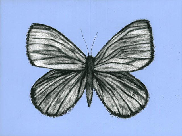 Shannon Oliverio, Drawing, Charcoal and Pastel, Butterfly