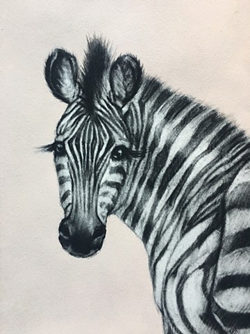 Zebra, Charcoal, Pastel and Acrylic on Paper, Pale Pink