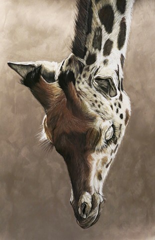 Bronze, Giraffe, charcoal and pastel drawing