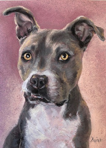 pitbull pet portrait drawing dog pastel painting for sale artist for hire commission fine art aimee kuester charcoal 