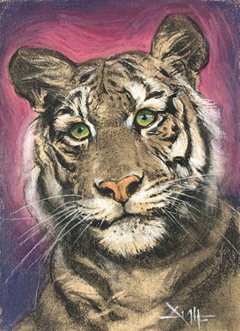 tiger bengal royal tiger drawing charcoal for sale pastel aimee kuester big cat tigers