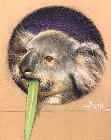 aimee kuester animal charcoal pastel for sale drawing art artwork koala bear eucalyptus stoned stoner weed high smoker 